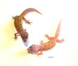 Леопардовый геккон Leucistic «Murphy Patternless»