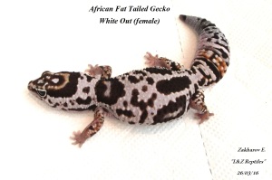 Гемитеконикс Вайт Аут, Африканский толстохвостый геккон White Out