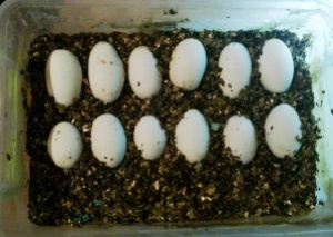 Яйца древесного питона Morelia viridis Lereh (2 недели)
