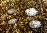 Для сравнения: яйца Пятнистого эублефара (справа) и яйца Иранского эублефара (слева) 
