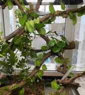 Зеленый древесный питон Morelia viridis Lereh