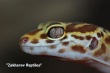 Питомник пятнистых эублефаров - леопардовых гекконов