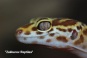 Питомник пятнистых эублефаров- леопардовых гекконов 