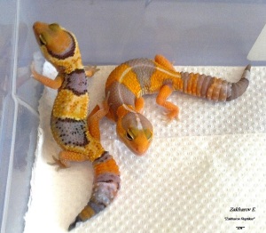 Гемитеконикс African Fat Tailed Gecko