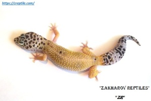 Леопардовый геккон Гипо