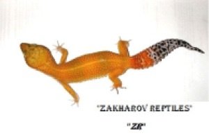 Леопардовый геккон Super Hypo Tangerine Carrot Tail