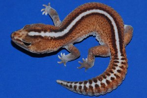 Гемитеконикс Паттернлесс, Африканский толстохвостый геккон морфы Patternless