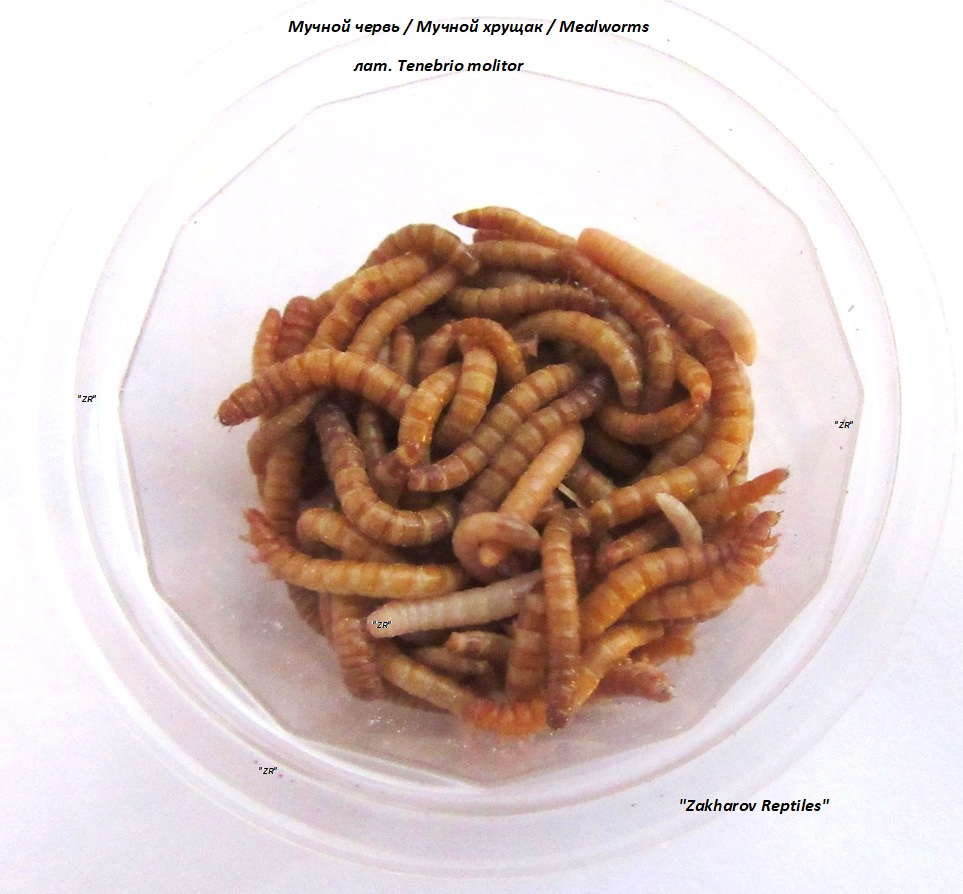 Чем кормят мучных червей? Интересные факты и рекомендации для рыболовов