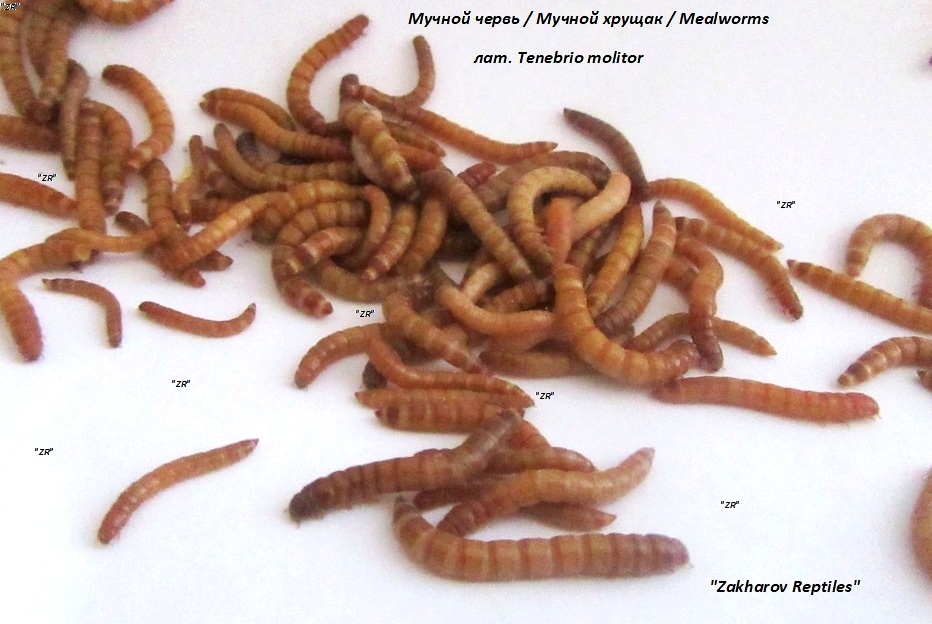 Питание мучных червей: что едят и каким образом питаются мучные черви